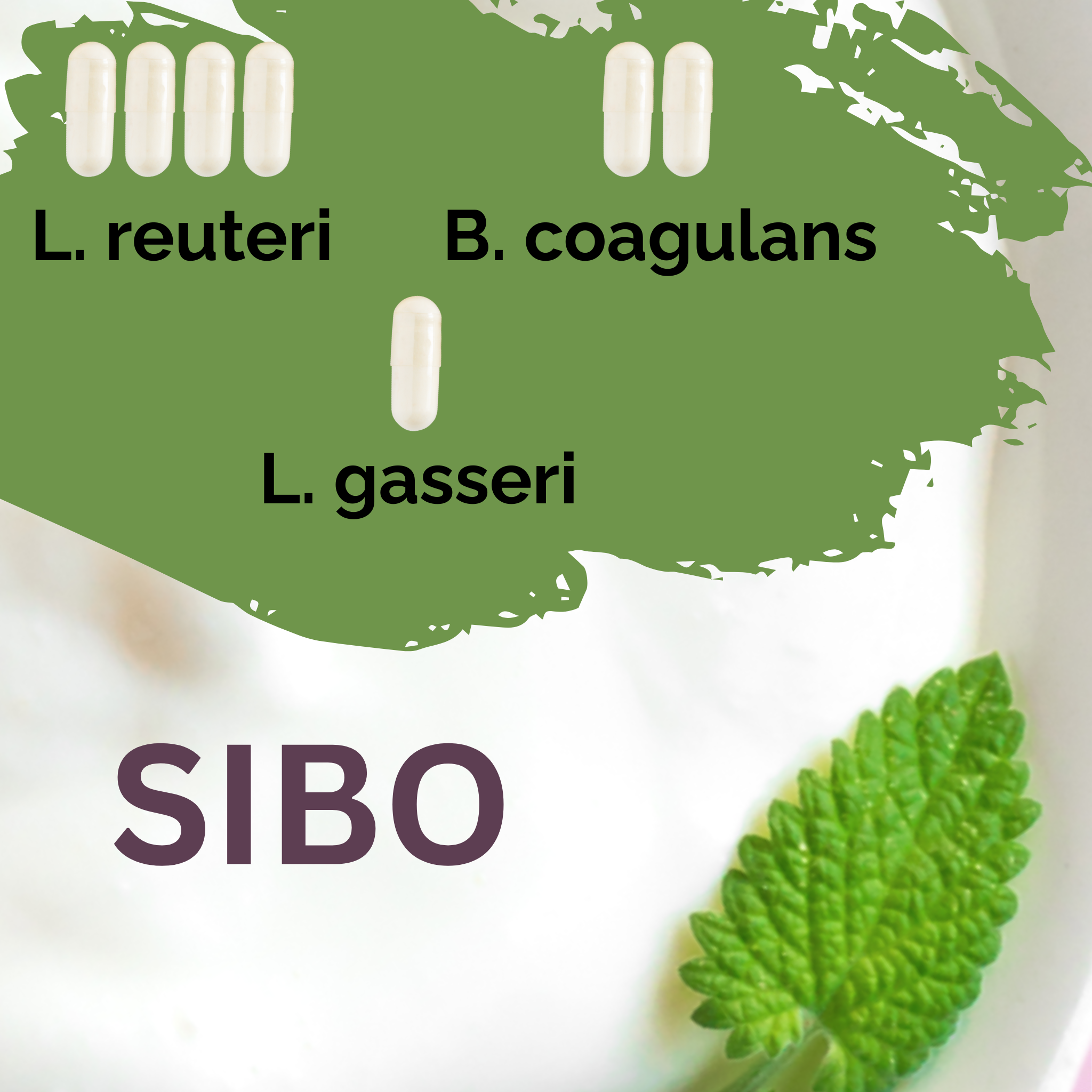 L. reuteri + B. coagulans + L. gasseri | Ensemble de démarrage pour yaourt | SIBO | Cultures de démarrage | Pack de 3